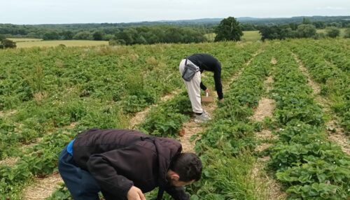 Farm activities